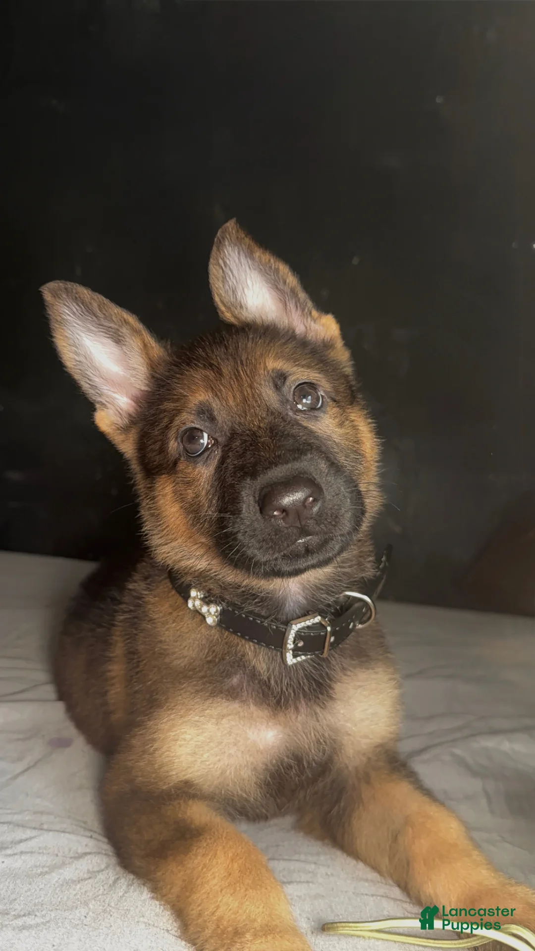 German Shepherd dogs for sale: German Shepherd Puppy 1 - Ad 3