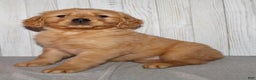 Golden Retriever dogs for sale: Pearl - Ad 4