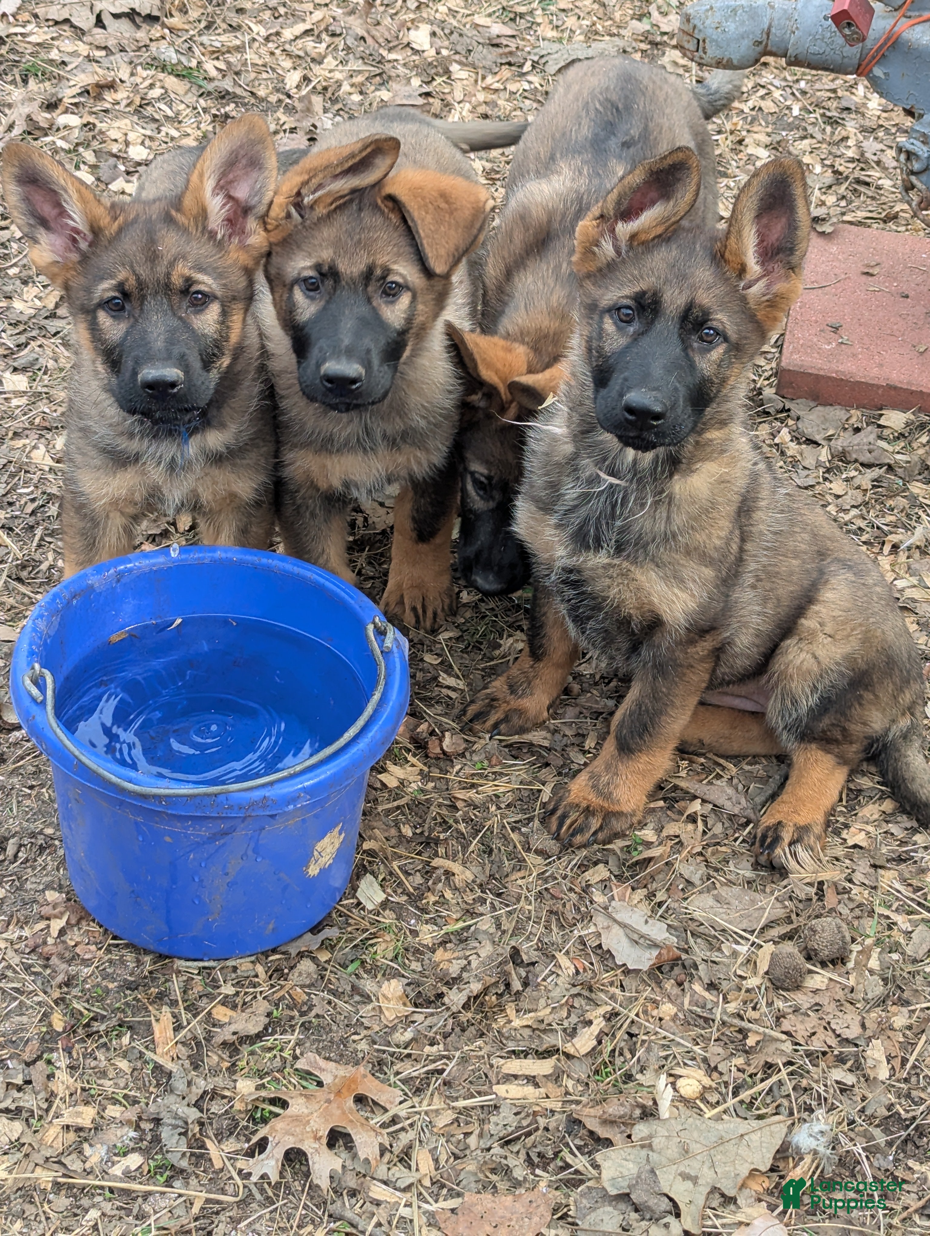 German Shepherd dogs German Shepherd Puppy 5 - Ad 12