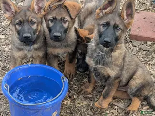 German Shepherd dogs German Shepherd Puppy 5 - Ad 34