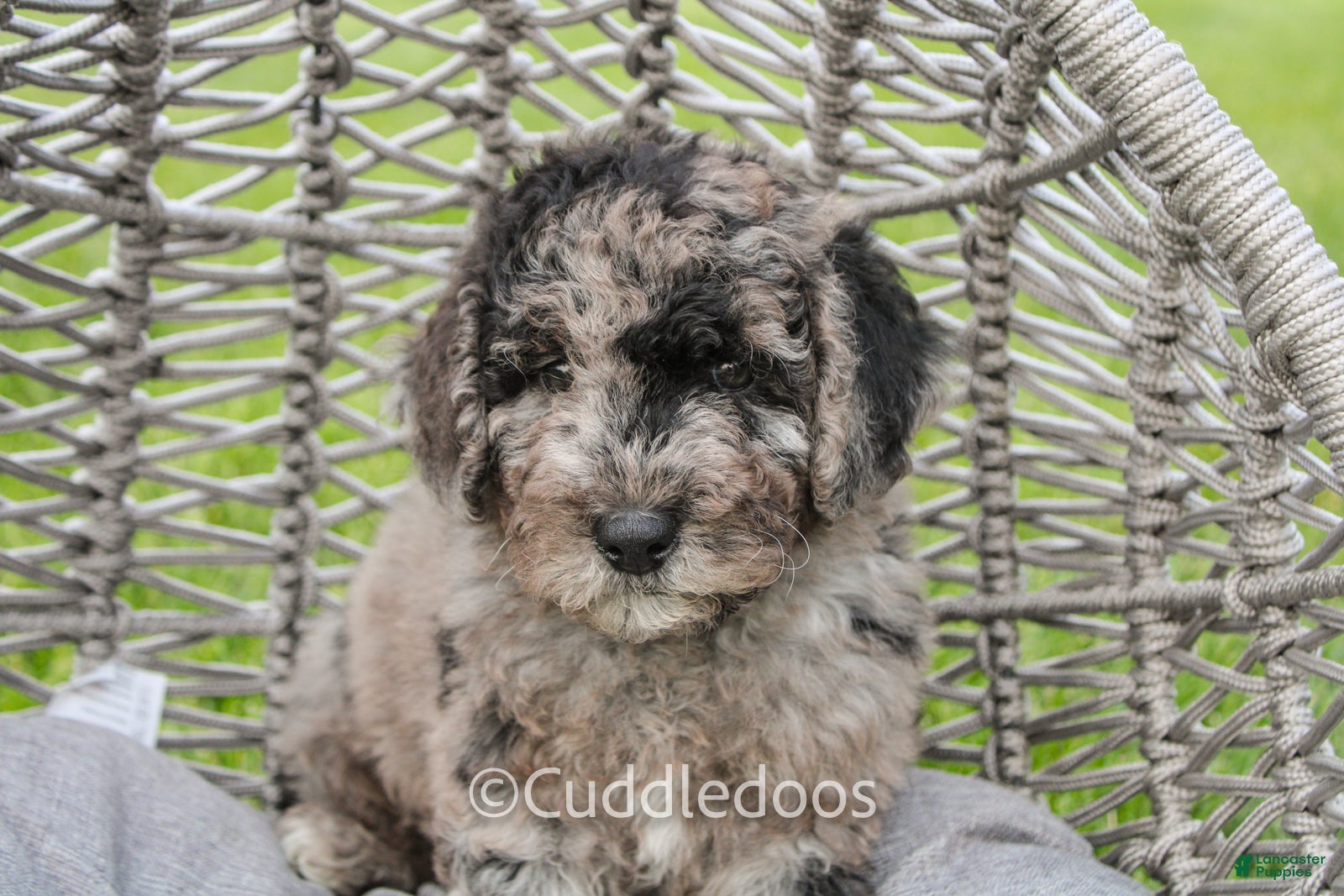 Mixed Breed dogs Valley - Ad 2