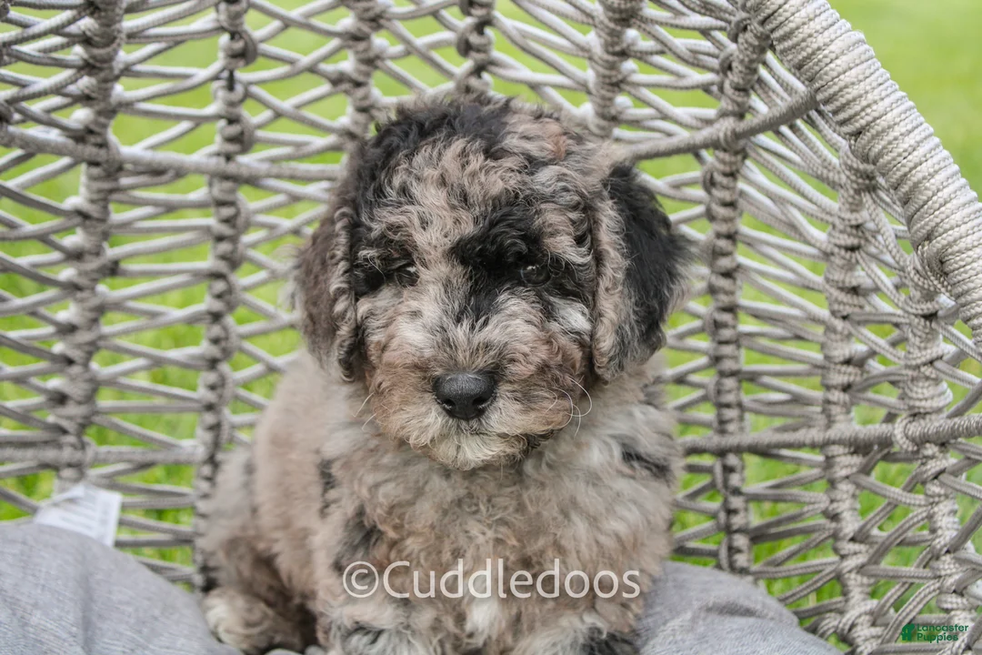 Mixed Breed dogs for sale: Valley - Ad 1