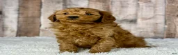 Mini Goldendoodle dogs for sale: Boy Hendrix - 4833 - Ad 1