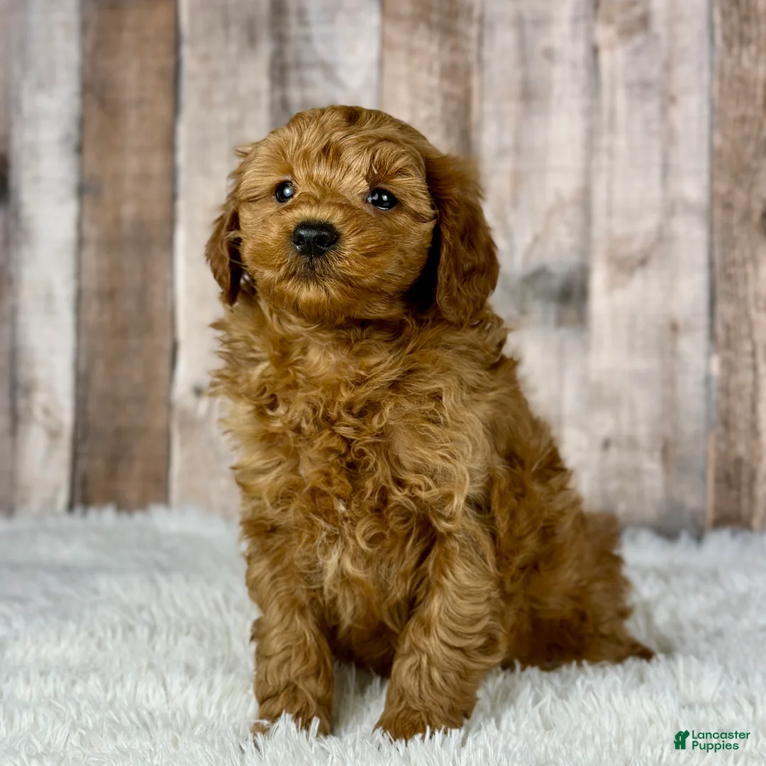 Mini Goldendoodle dogs for sale: Boy Hendrix - 4833 - Ad 1