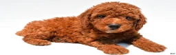 Mini Goldendoodle dogs for sale: Nash - Ad 6
