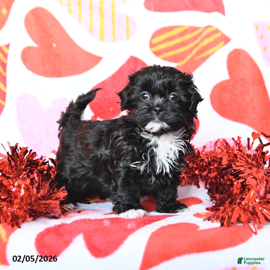 Shihpoo dogs for sale: Charm  - Ad 2