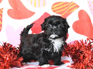 Shihpoo dogs for sale: Charm - Ad 2
