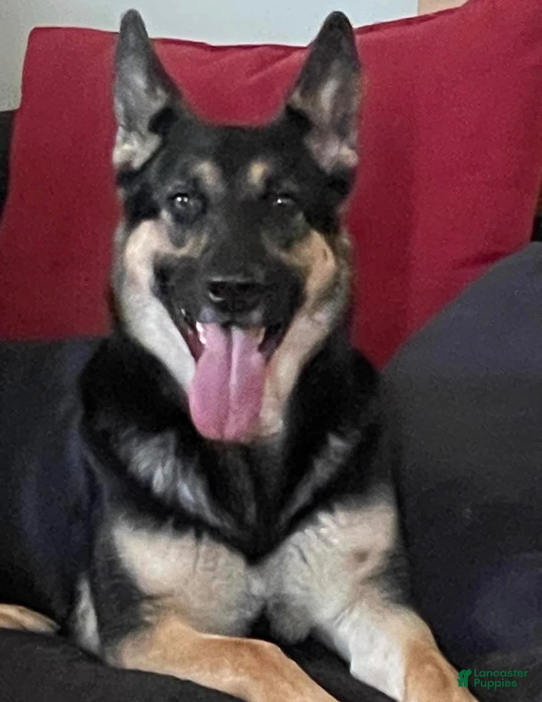 German Shepherd dogs for sale: Tesla - Ad 2