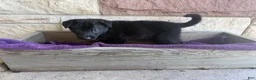 German Shepherd dogs for sale: Gwen - Ad 16