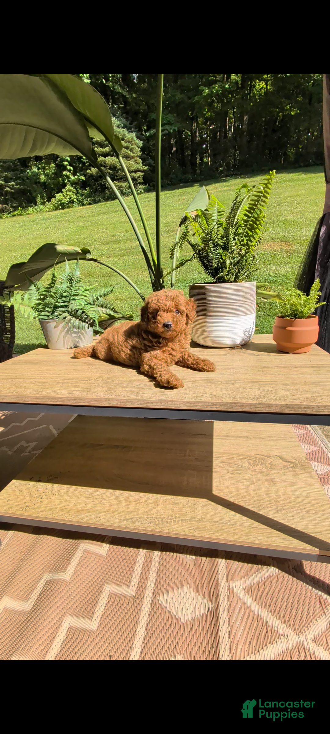 Miniature Poodle dogs Bella - Ad 2