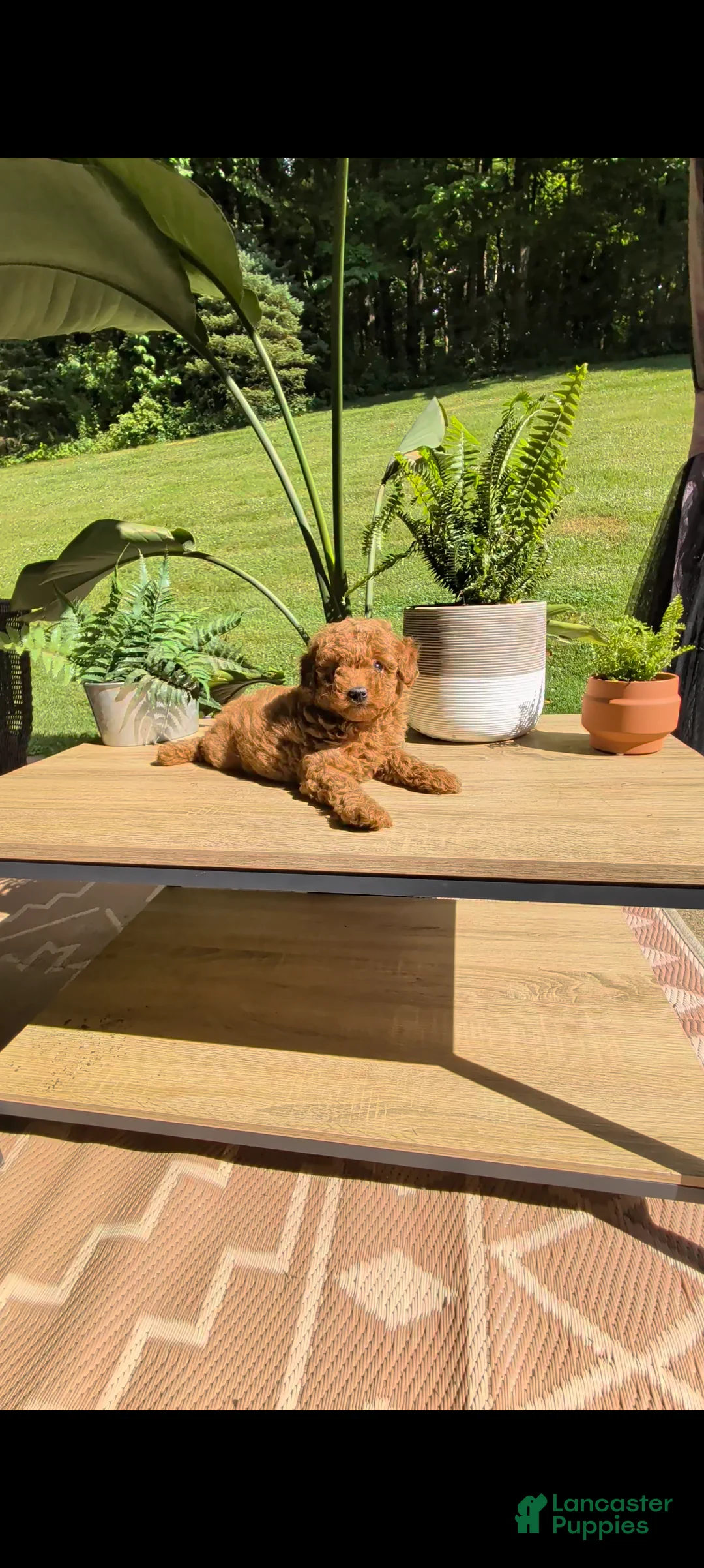 Miniature Poodle dogs for sale: Bella - Ad 2