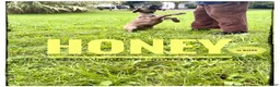 Great Dane dogs for sale: Honey - Ad 18