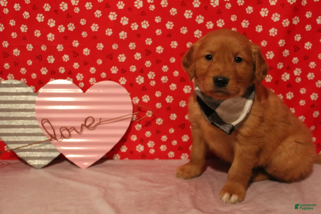 Golden Retriever dogs for sale: Cooper - Ad 5
