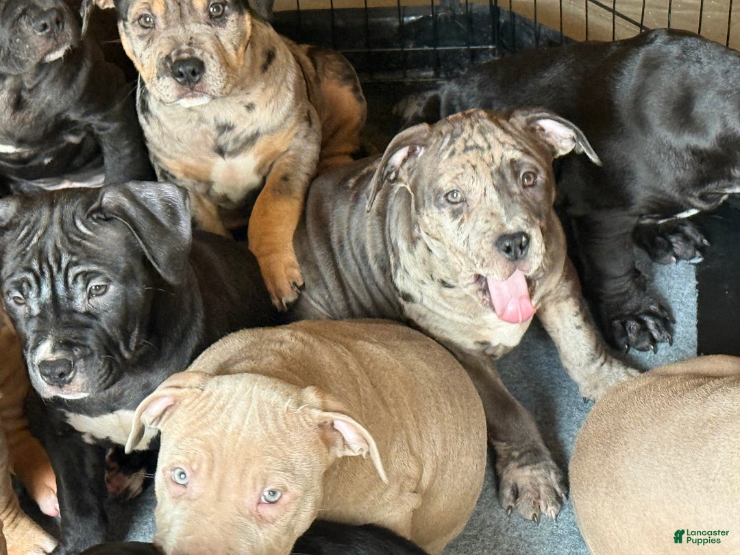 American Bully dogs for sale: Sandy(female) - Ad 4