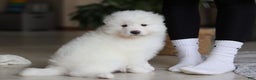 Samoyed dogs for sale: Fern - Ad 8