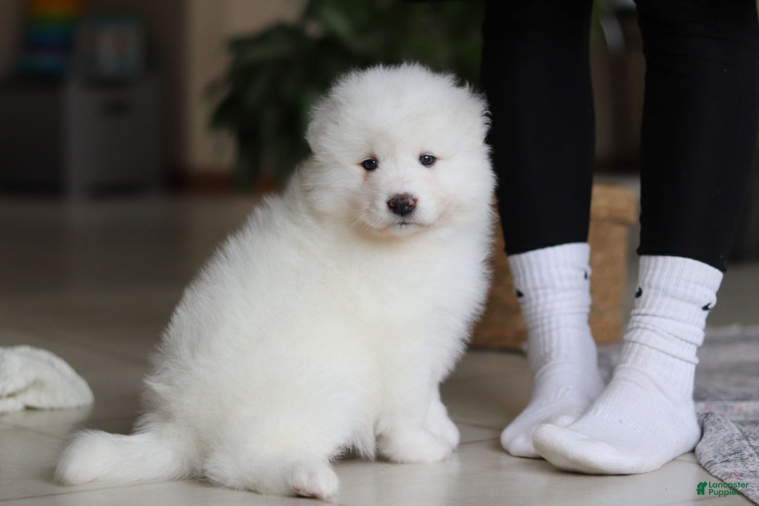 Samoyed dogs for sale: Fern - Ad 8