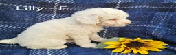 Miniature Poodle dogs for sale: Lilly - Ad 3