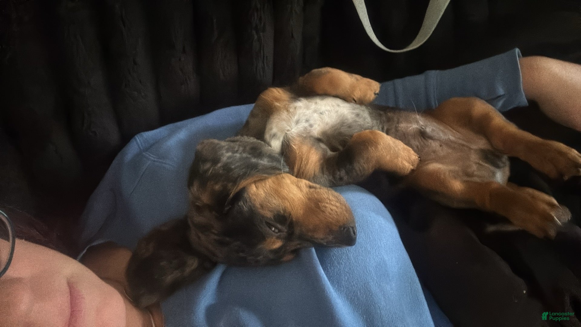 Mixed Breed dogs for sale: Rupert  - Ad 1