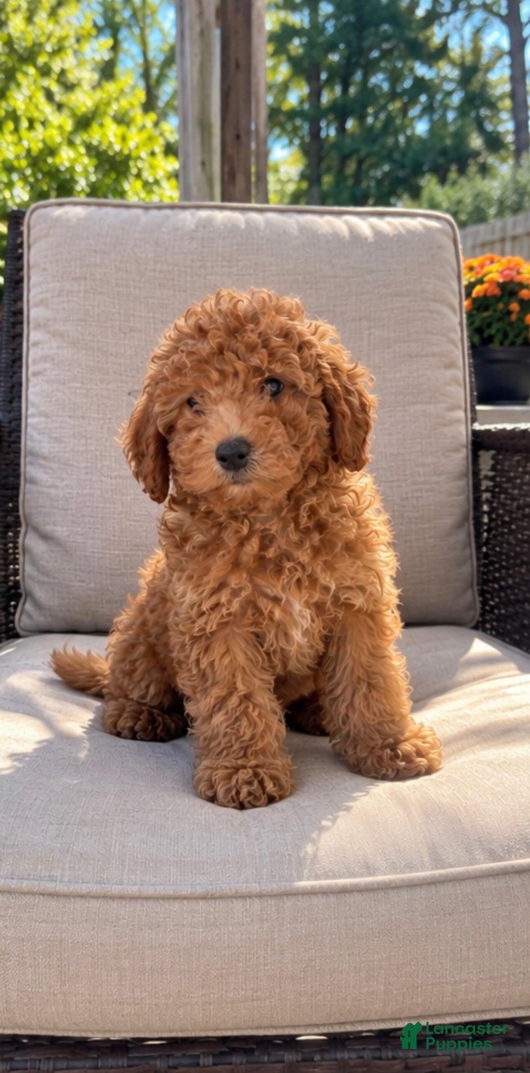 Cavapoo dogs for sale: Cavapoo 1 - Ad 15