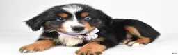 Miniature Australian Shepherd dogs for sale: Kate  - Ad 4