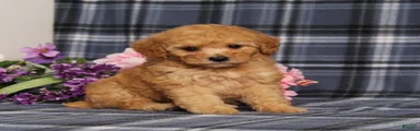 AKC Queen