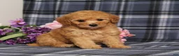 Miniature Poodle dogs for sale: AKC Queen - Ad 1