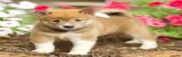 Shiba Inu dogs for sale: Lew - Ad 4