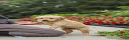 Golden Retriever dogs for sale: Benny - Ad 12