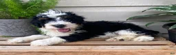 Mini Bernedoodle dogs for sale: Benji- mini/ medium - Ad 3