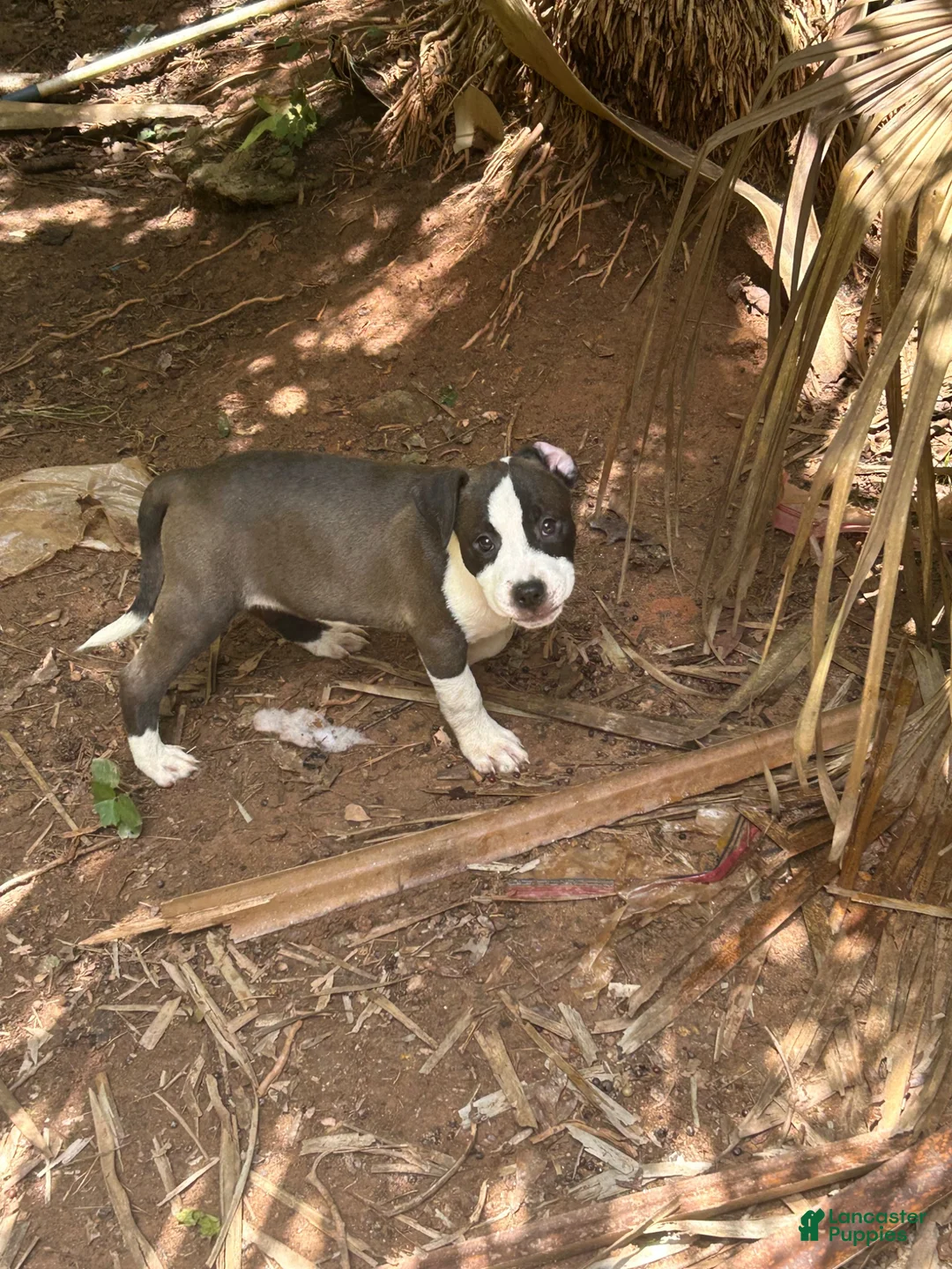 Mixed Breed dogs for sale: Mixed Breed 2 - Ad 1