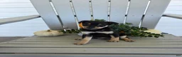 Miniature Pinscher dogs for sale: Daisy - Ad 2