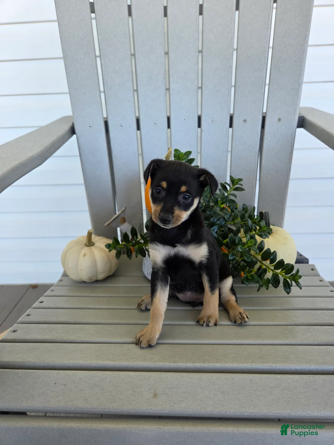 Miniature Pinscher dogs for sale: Daisy - Ad 2