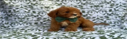 Cavapoo dogs for sale: Lasso - Ad 6