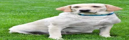 Labrador Retriever dogs for sale: Waldo - Ad 11