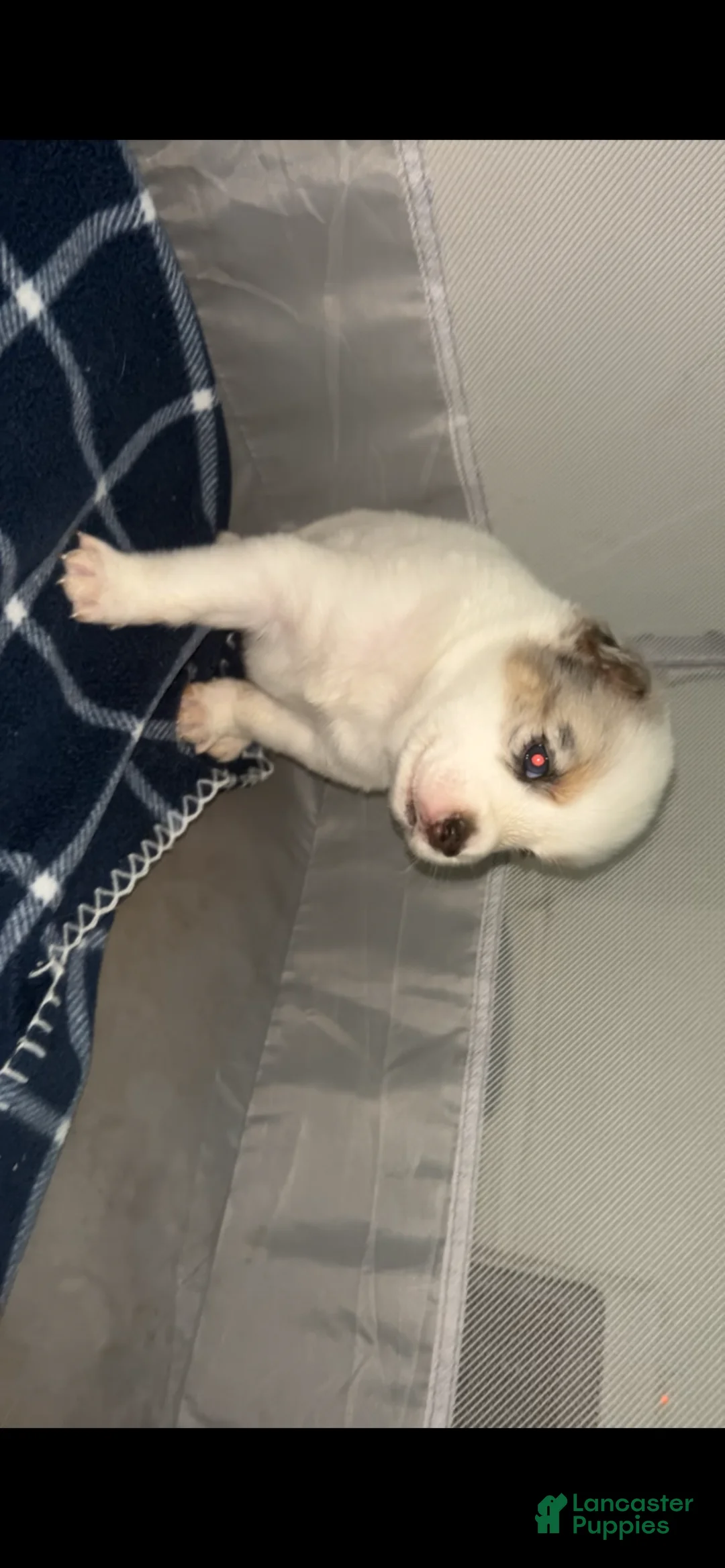 Pomsky dogs for sale: Snow - Ad 1