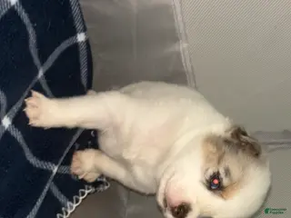 Pomsky dogs Snow - Ad 9