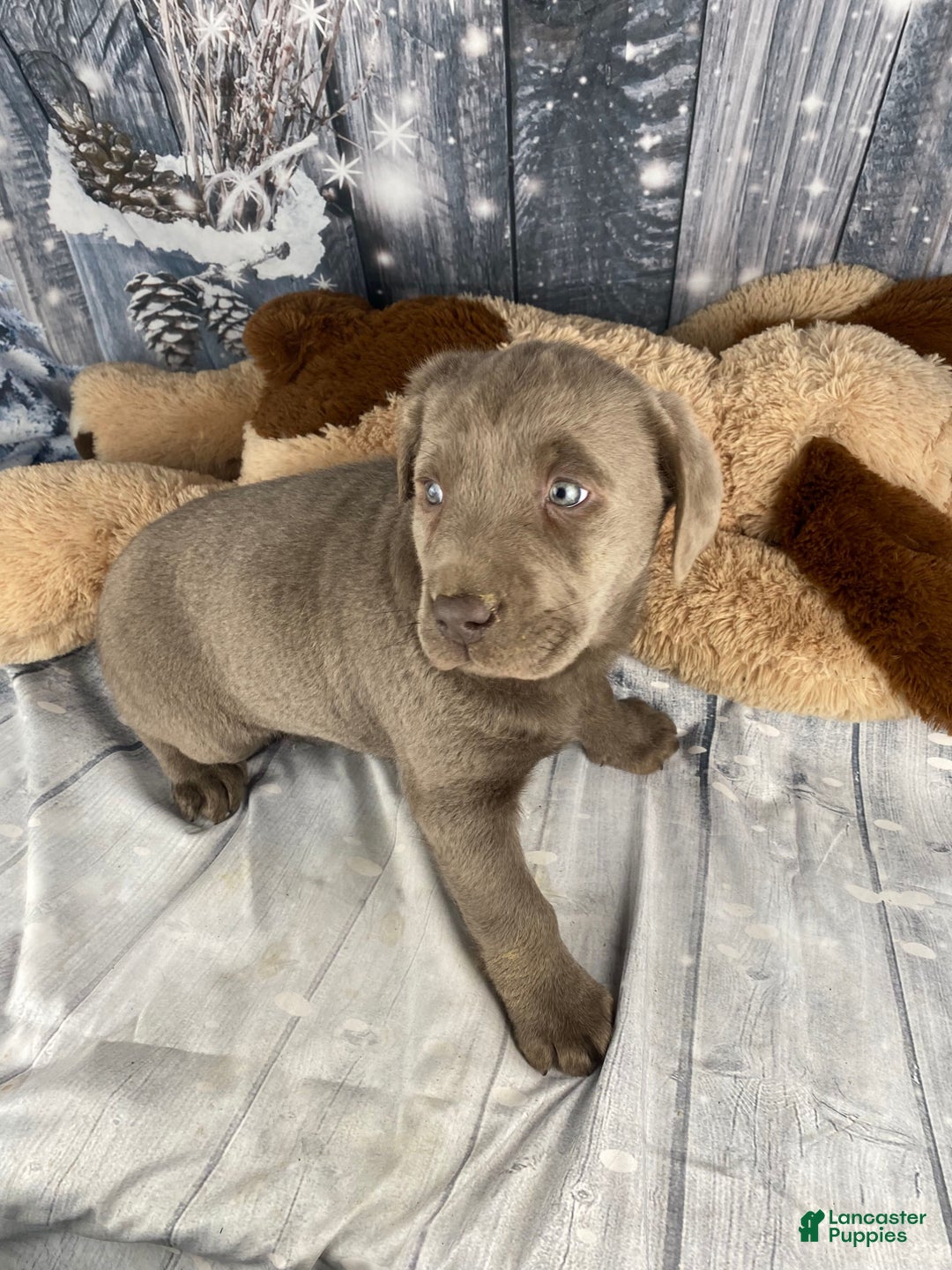 Labrador Retriever dogs for sale: Abby - Ad 4