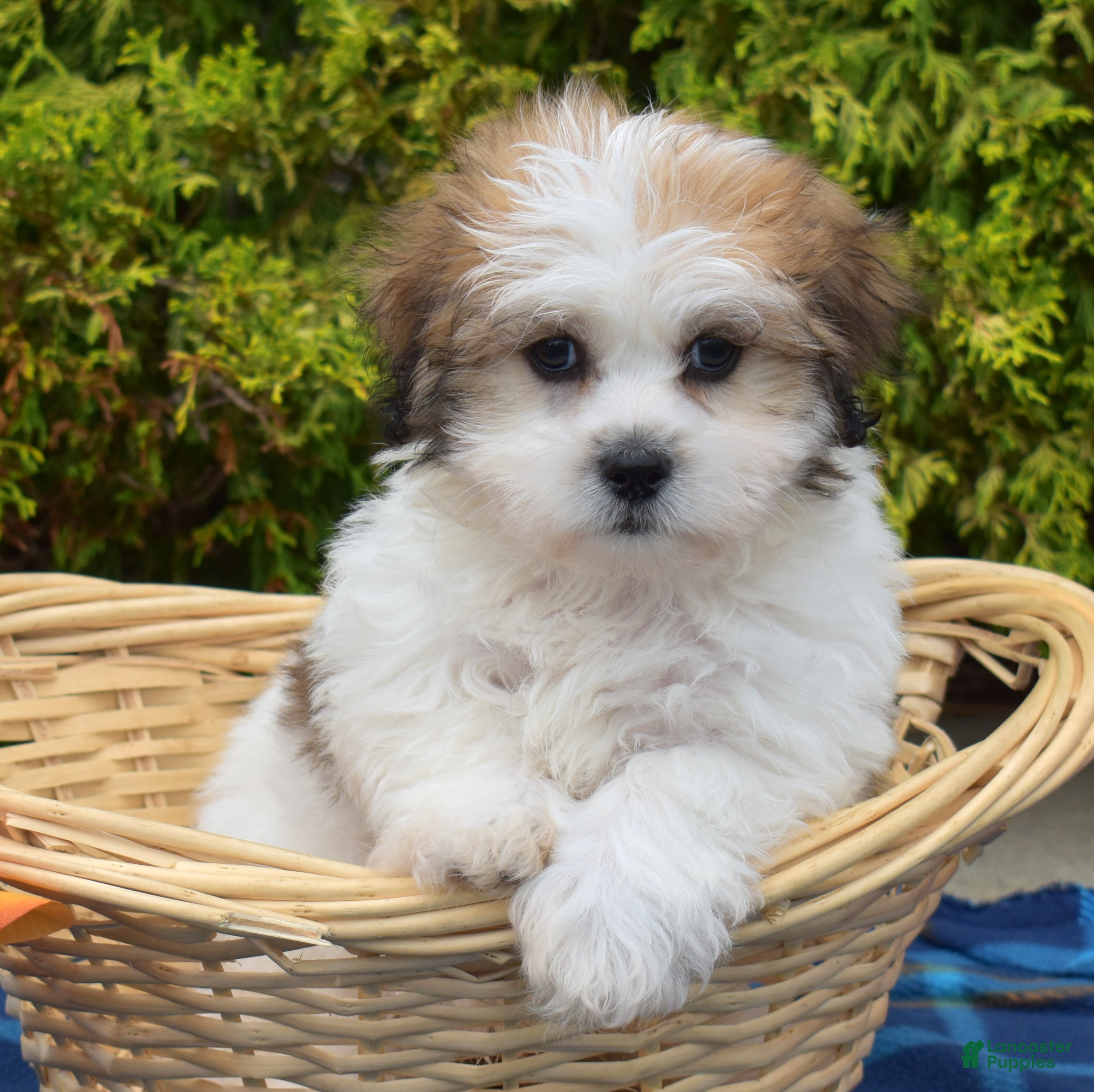 Teddy Bear dogs Pine - Ad 1