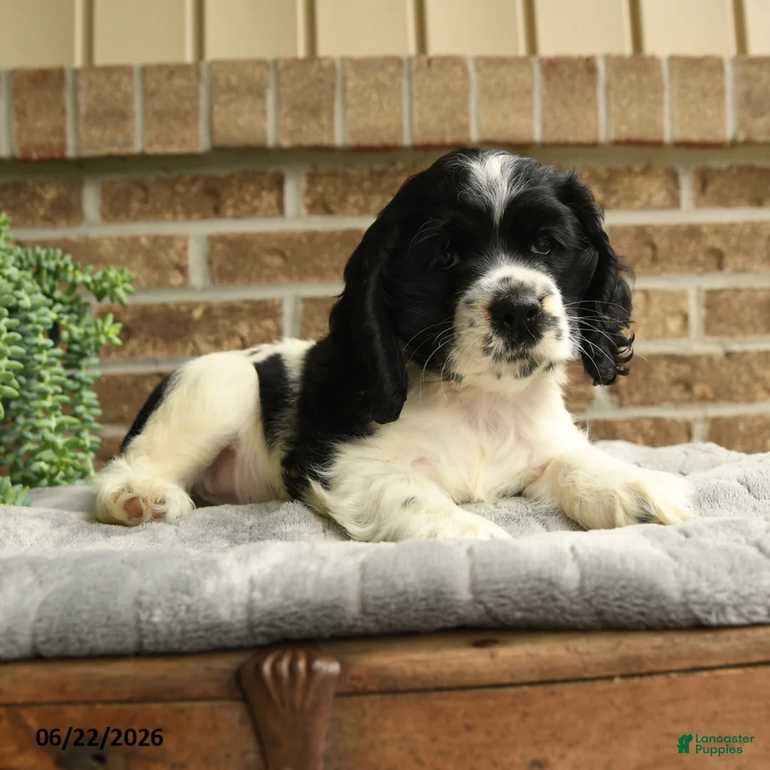 English Cocker Spaniel dogs for sale: Mandy - Ad 3
