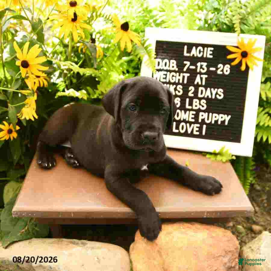 Great Dane dogs Lacie - Ad 2