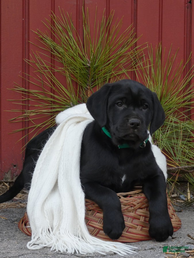 Mixed Breed dogs Muff - Ad 9