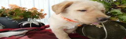 Labrador Retriever dogs for sale: Labrador Retriever 6 Sherbert - Ad 4
