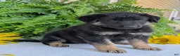 German Shepherd dogs for sale: Dani - Ad 10