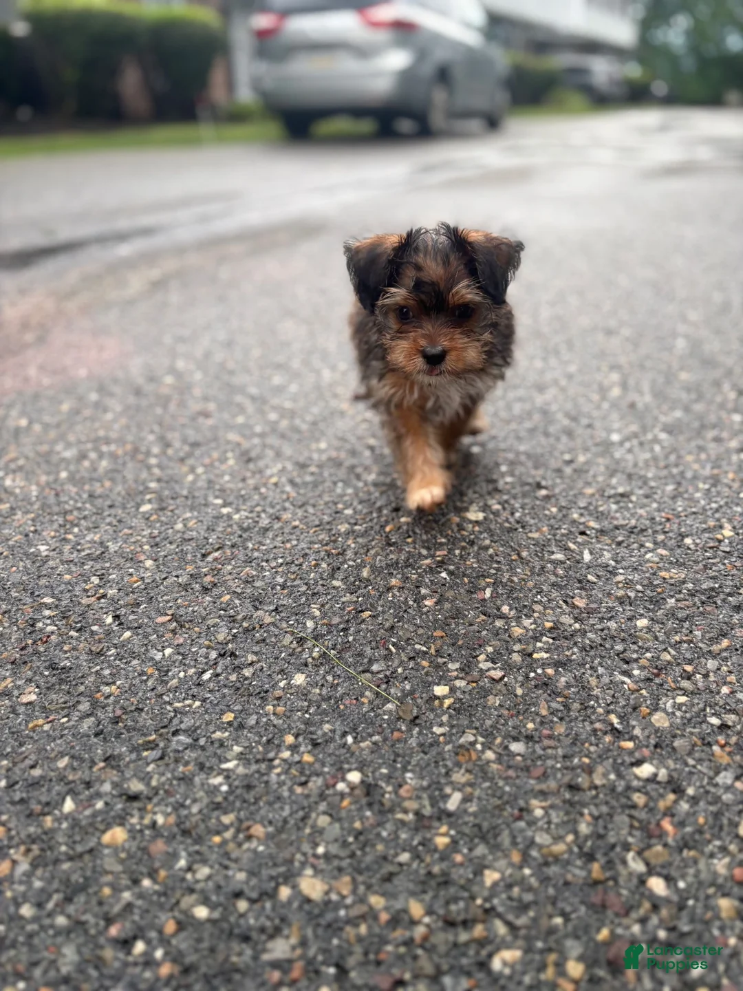 Shorkie dogs for sale: Drake - Ad 12