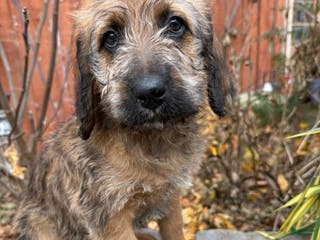 Mixed Breed dogs Oscar - Ad 28