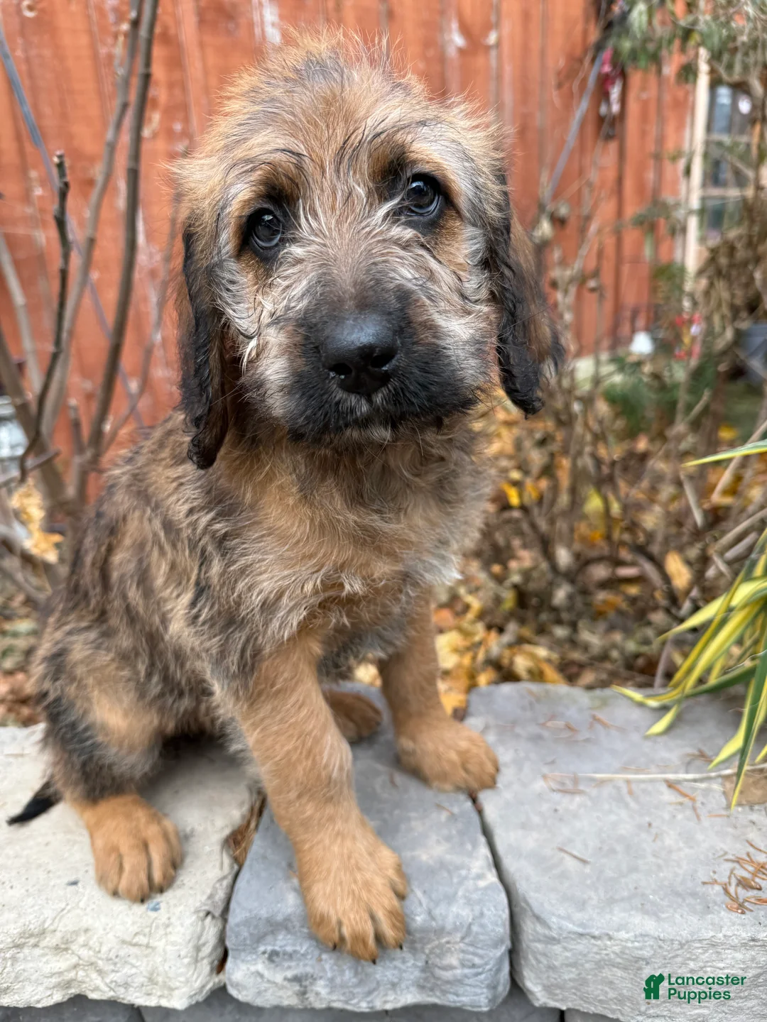 Mixed Breed dogs for sale: Oscar - Ad 1