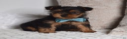 Yorkshire Terrier dogs for sale: Dash - Ad 1