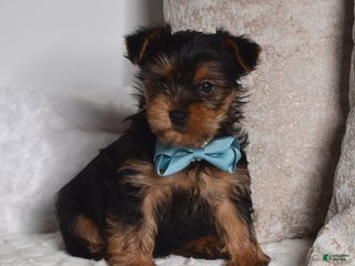 Yorkshire Terrier dogs Dash - Ad 30