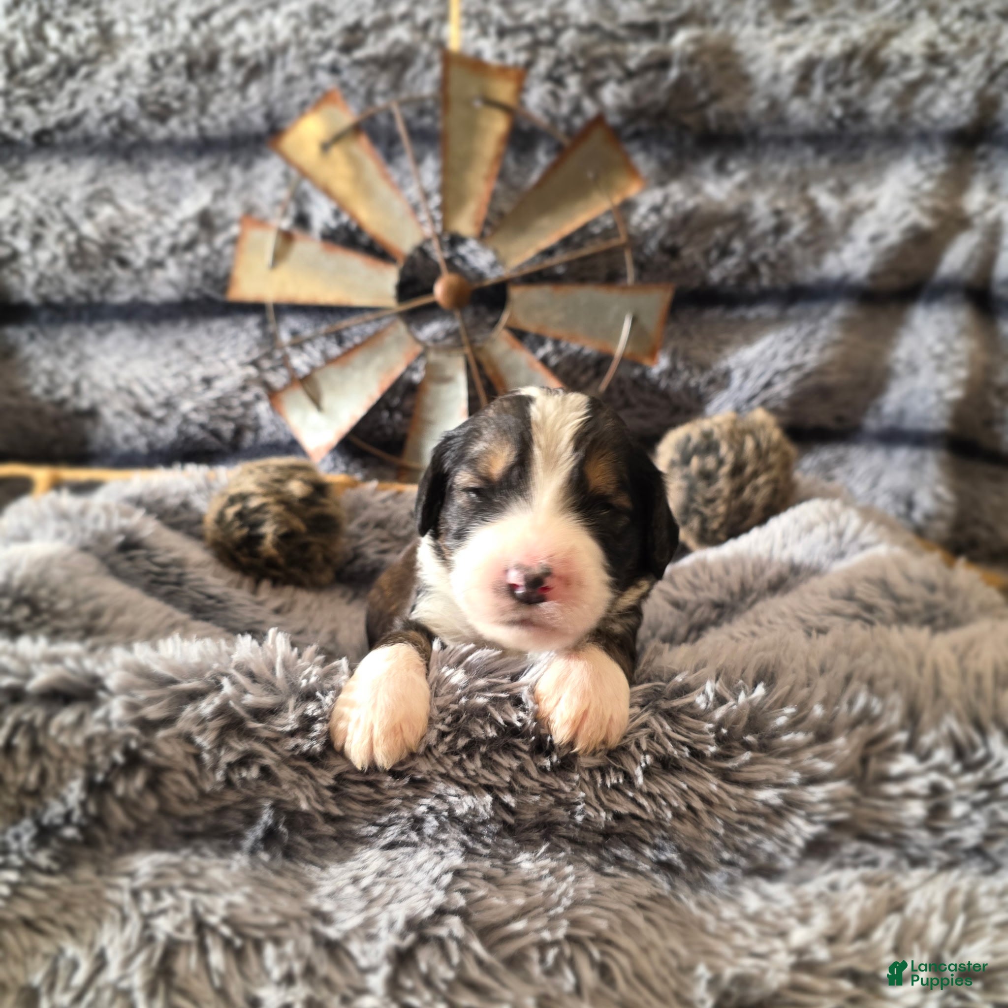 Bernedoodle dogs Bernedoodle Puppy 6 - Ad 22