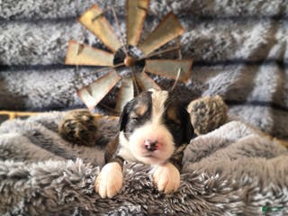 Bernedoodle dogs Bernedoodle Puppy 6 - Ad 22